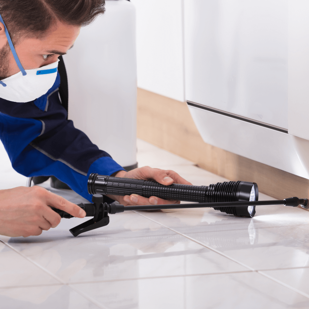 Inspección de roedores