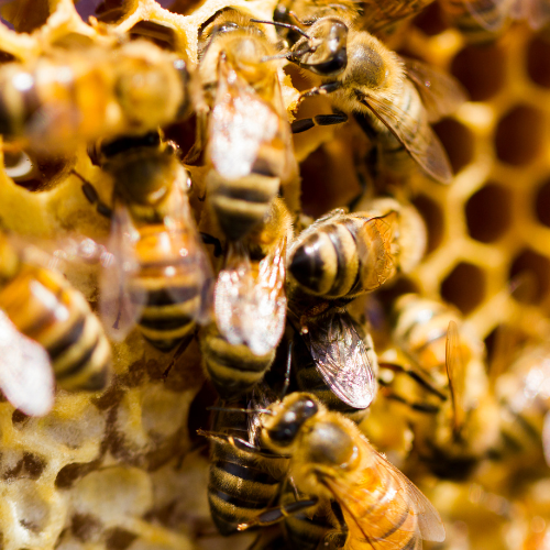 Control de abejas