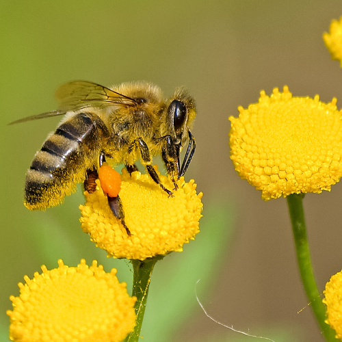 Control de abejas