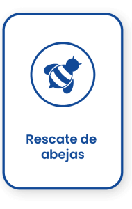 rescate de abejas